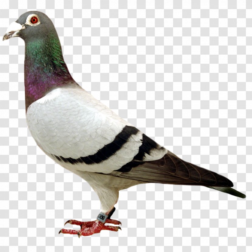 Columbidae Stock Dove Bird Homing Pigeon Tangshan - Typical Pigeons - User: Transparent PNG