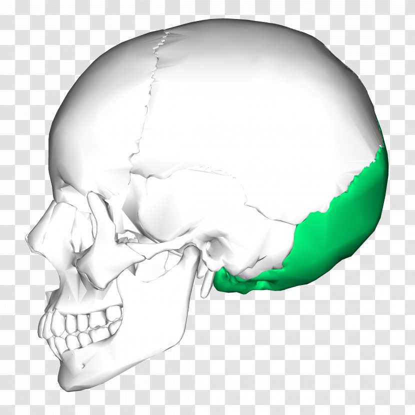 Temporal Bone Occipital Skull Lobe - Zygomatic - Bony Transparent PNG