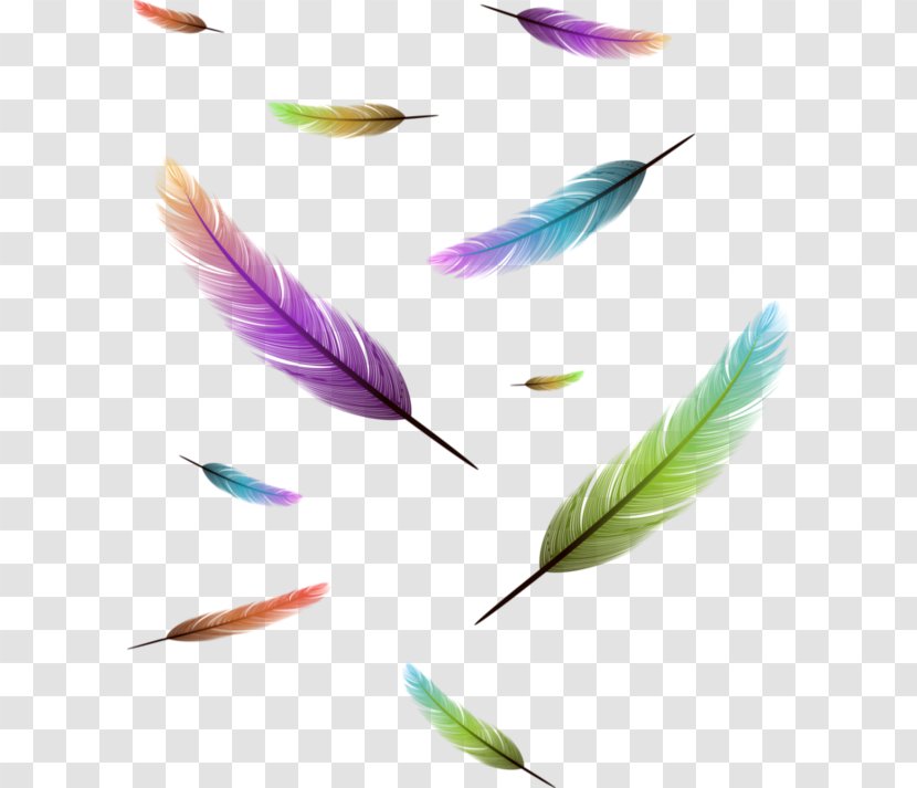Feather - Photography Transparent PNG