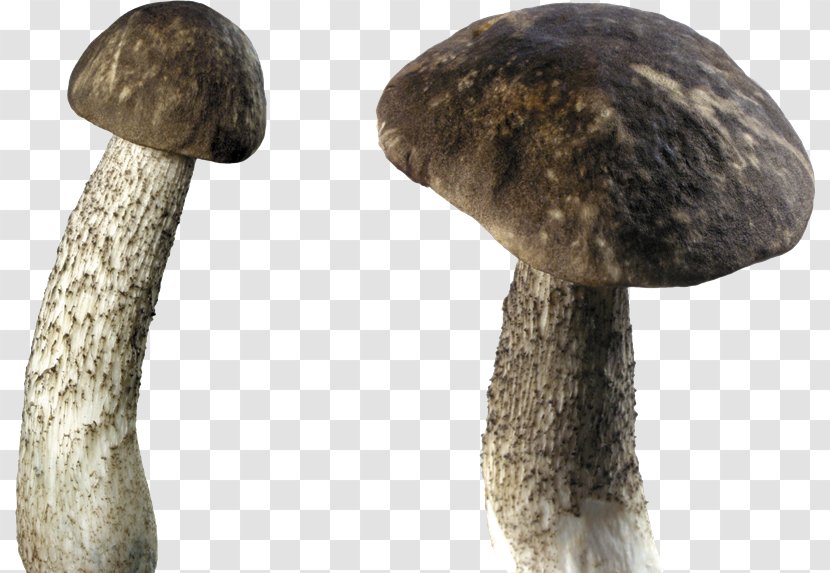 Edible Mushroom Desktop Wallpaper - Ingredient Transparent PNG