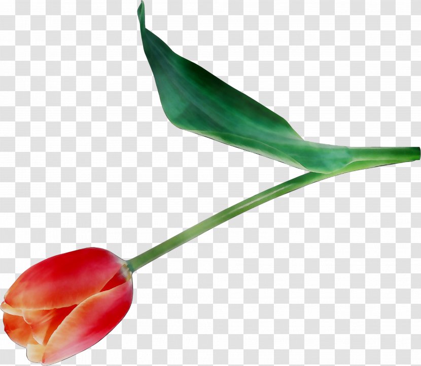 Tulip Plant Stem Bud Leaf Plants - Pedicel - Flower Transparent PNG
