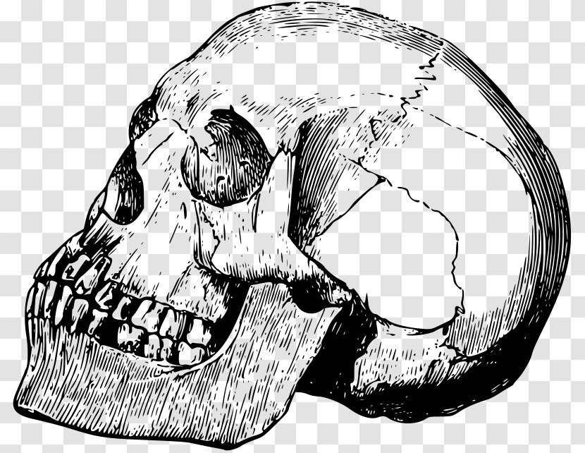 Skull Bone Calavera - Frame - Illustration Transparent PNG