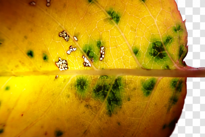 Yellow Close-up Fruit Transparent PNG