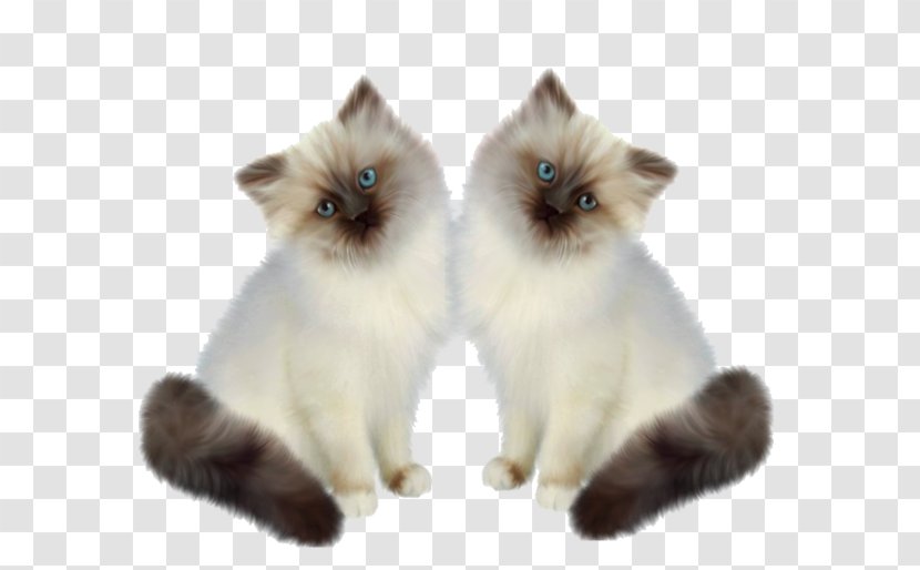 Siamese Cat Persian Birman Kitten Munchkin - Ragdoll Transparent PNG