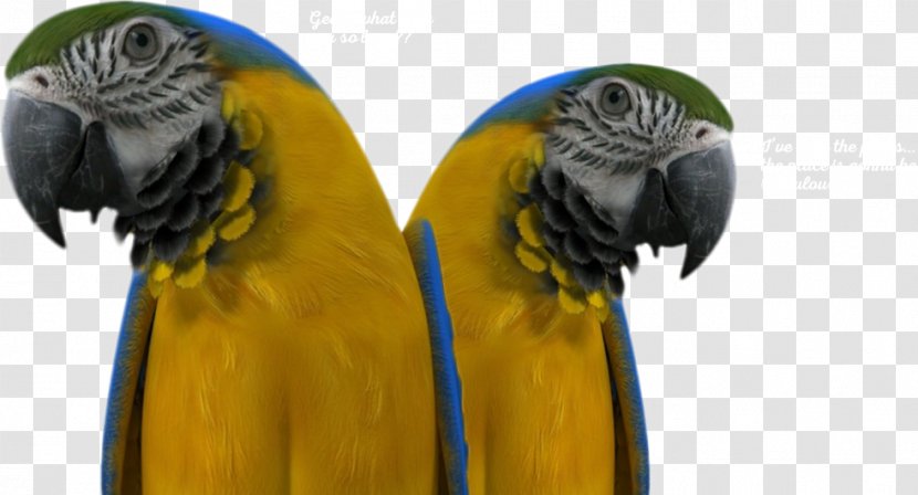 Macaw Parakeet Beak Pet - Margaritaville Transparent PNG