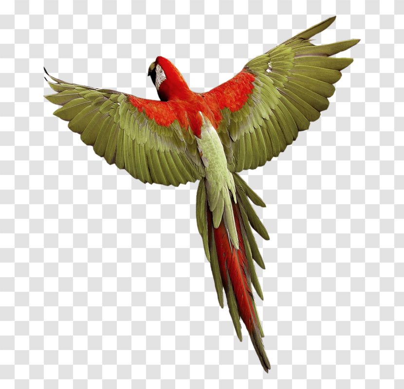 Budgerigar Parrot Bird Macaw Transparent PNG