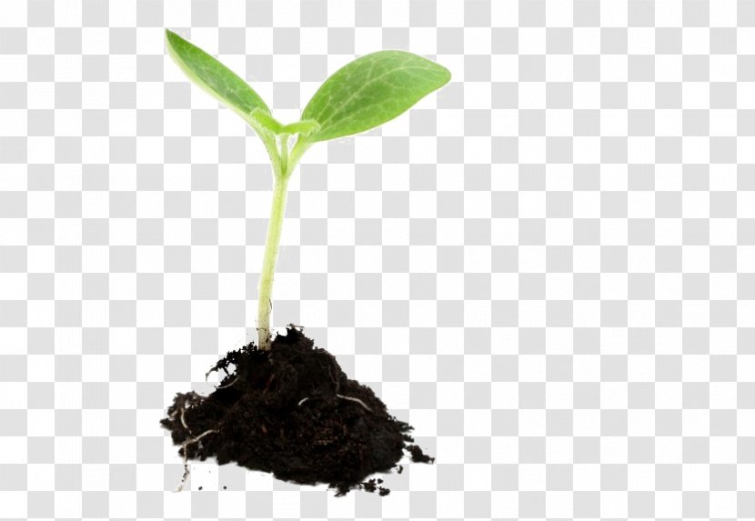 Growing Plants Seedling Sowing - Flower Transparent PNG