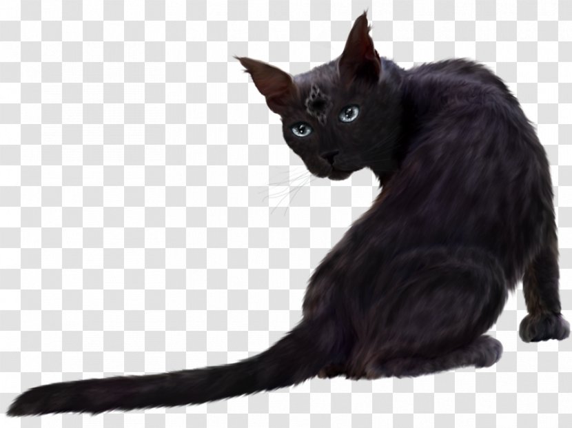 Persian Cat Black Kitten Clip Art - Tail - Clipart Transparent PNG