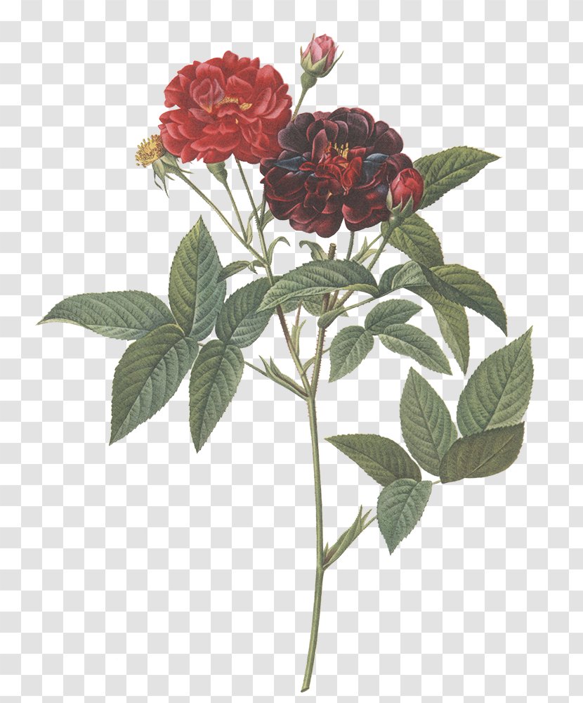 The Book Of Flowers Le Livre Des Fleurs Les Roses: Paris, 1817-1824 - Floral Design Transparent PNG