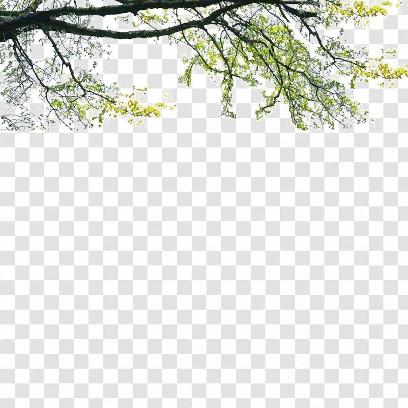 Tree Poster Landscape - Architecture - Foreground Transparent PNG
