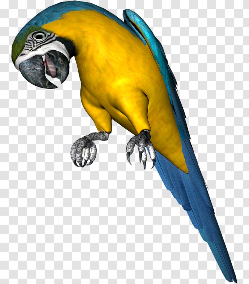 Budgerigar Parrot Bird Parakeet - Fauna Transparent PNG