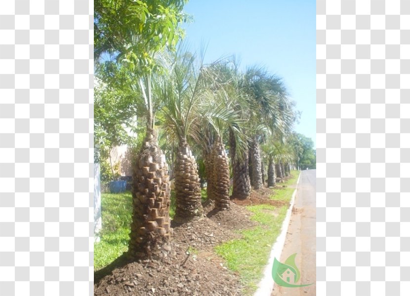 Babassu Property Plant Community Oil Palms Land Lot - Elaeis - Date Palm Transparent PNG
