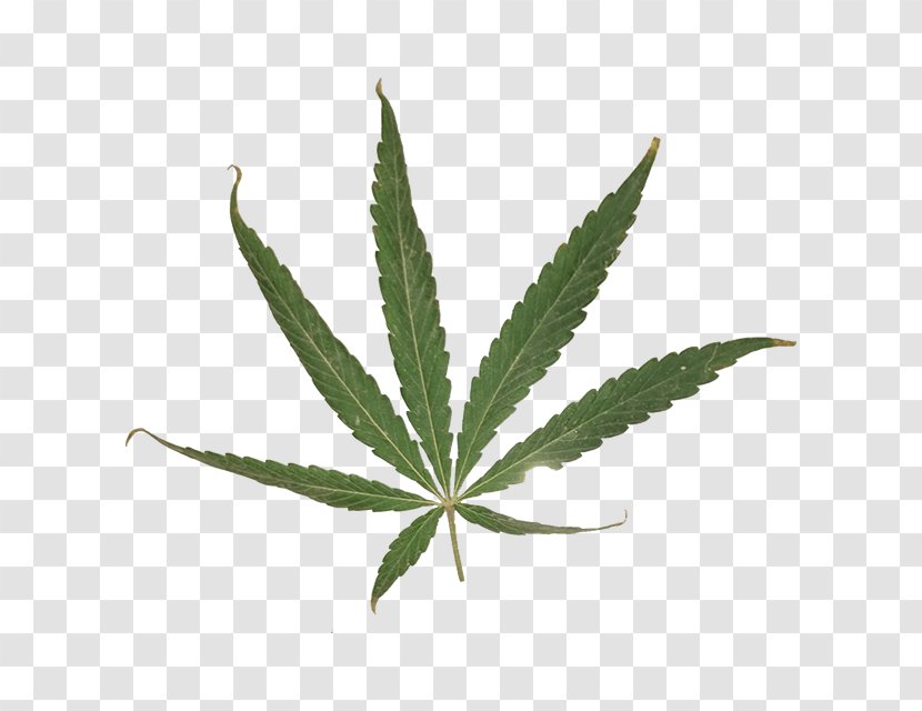 Cannabis Sativa Leaf Cannabaceae - Plant Transparent PNG