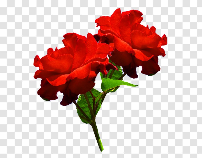 Garden Roses Cut Flowers Red - Carnation - Rose Green Leaves Transparent PNG