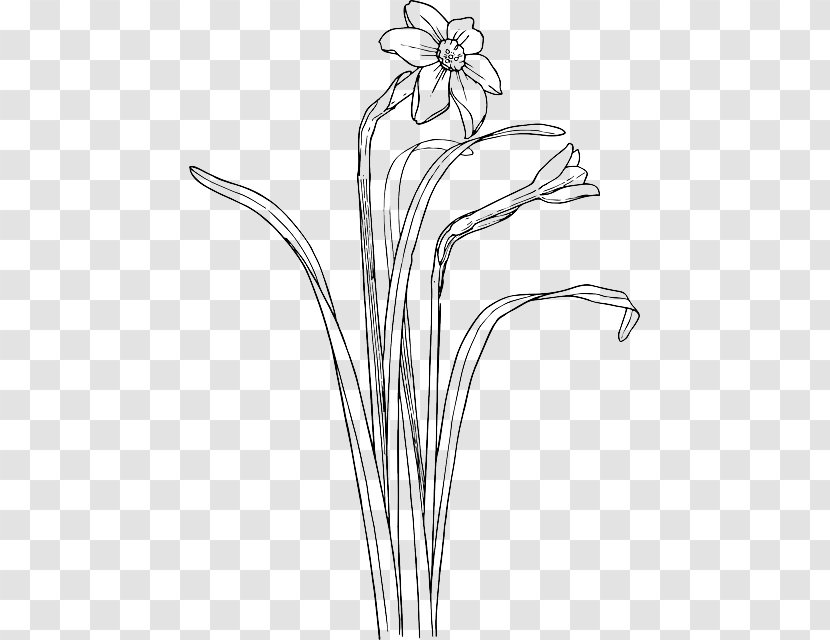 Clip Art Plant Stem Daffodil Drawing Flower - Grass - DRAW Transparent PNG