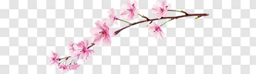 National Cherry Blossom Festival Information Clip Art Transparent PNG