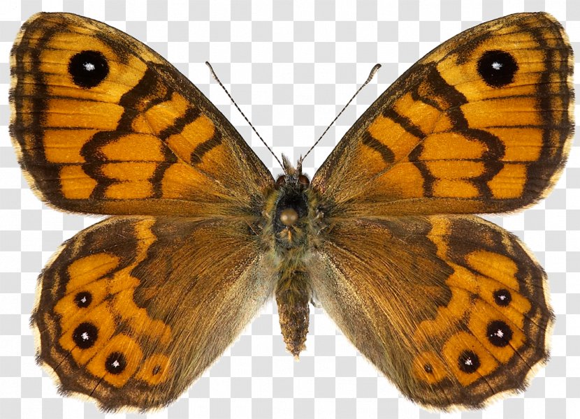 Butterfly Lasiommata Megera Female Stock Photography Petropolitana Transparent PNG