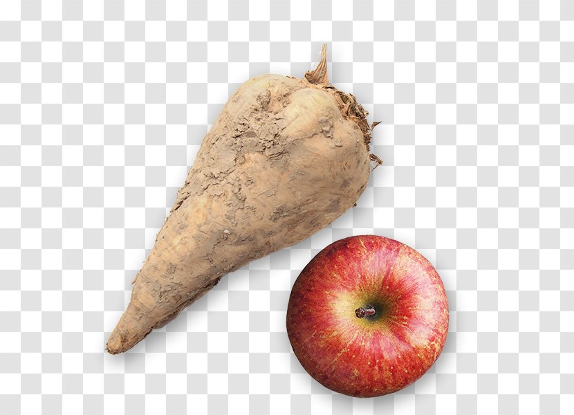 Sugar Beet Canisius Apple Butter Root Vegetables Transparent PNG
