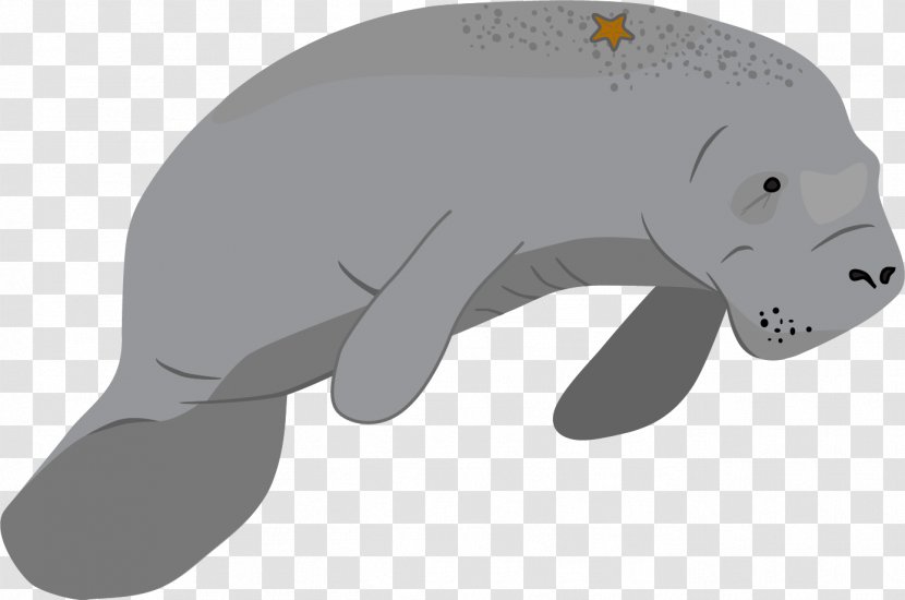 Sea Cows Bear Marine Mammal Dugong Transparent PNG