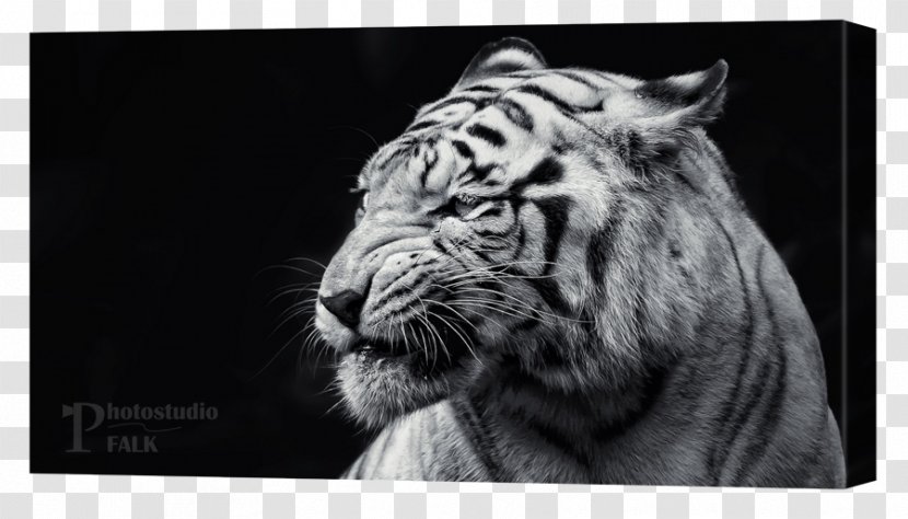 Golden Tiger Black White High-definition Television - Whiskers Transparent PNG