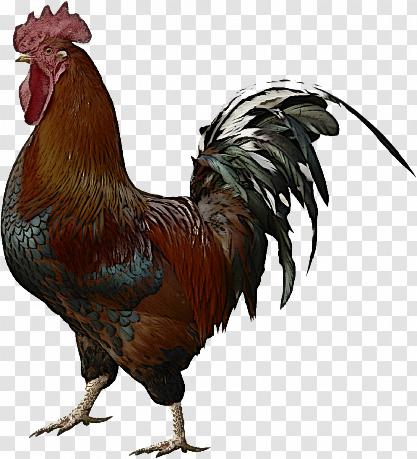 Chicken Bird Rooster Comb Fowl Transparent PNG