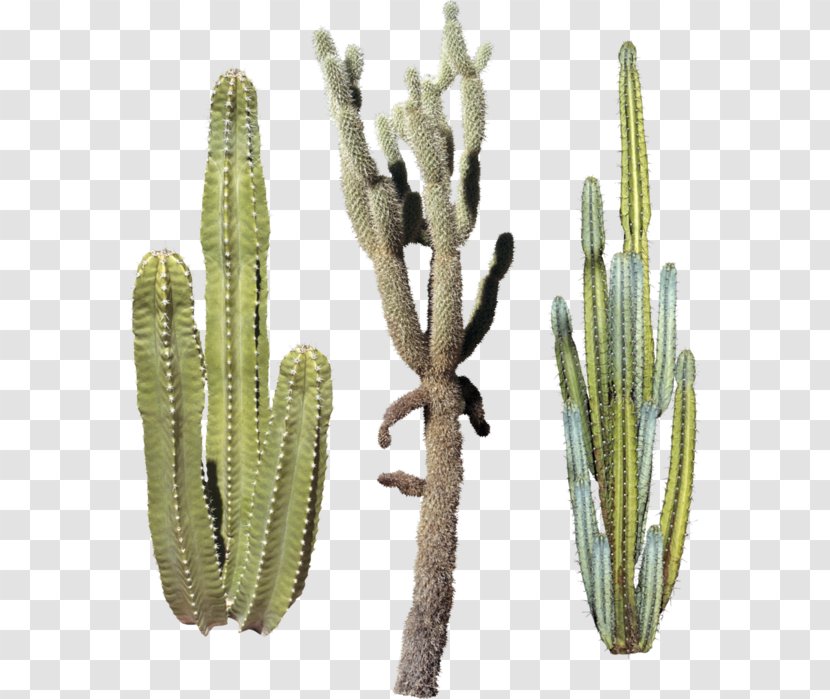 Triangle Cactus Cactaceae Plant - Gimp Transparent PNG