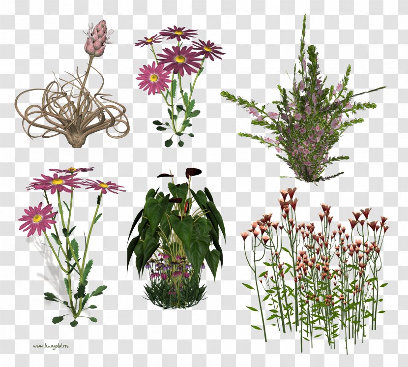 Floral Design Cut Flowers - Herbalism - Chillicoriandermintgreen Transparent PNG
