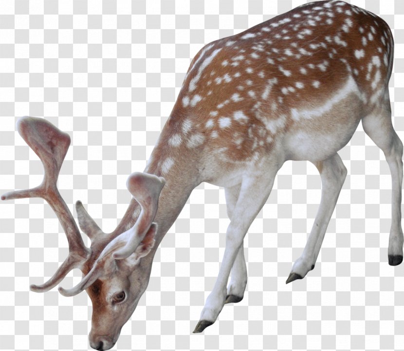 White-tailed Deer Animal - Photography - Snow Transparent PNG
