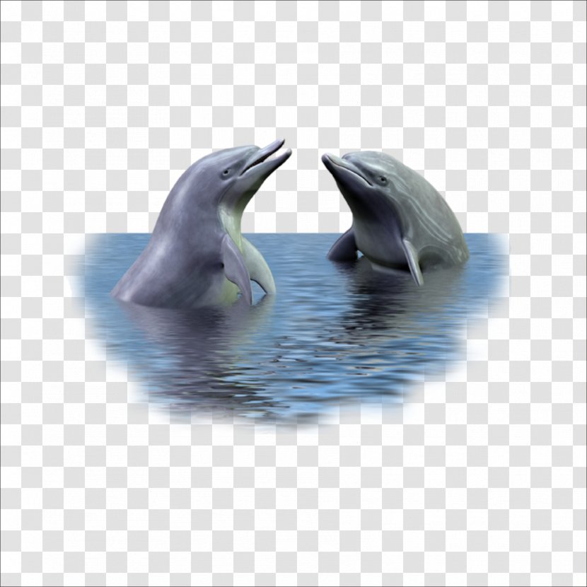 Picture Frame Dolphin - Photomontage Transparent PNG