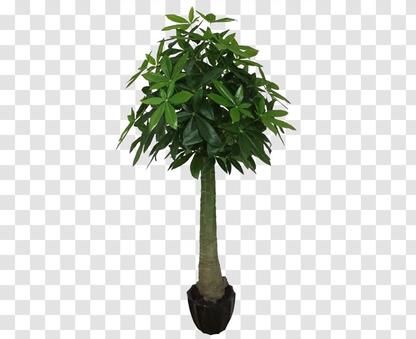 Tree Guiana Chestnut Arecaceae Trachycarpus Fortunei Plant - Leaf - Palm Transparent PNG
