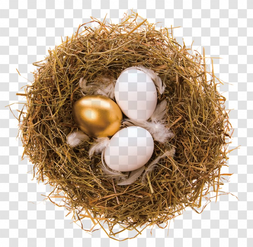 Bald Eagle Bird Nest Egg - Golden Transparent PNG