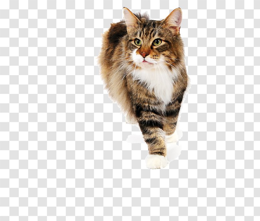 Siberian Cat Maine Coon Norwegian Forest Whiskers British Semi-longhair - Fur - Rice Chicken Transparent PNG