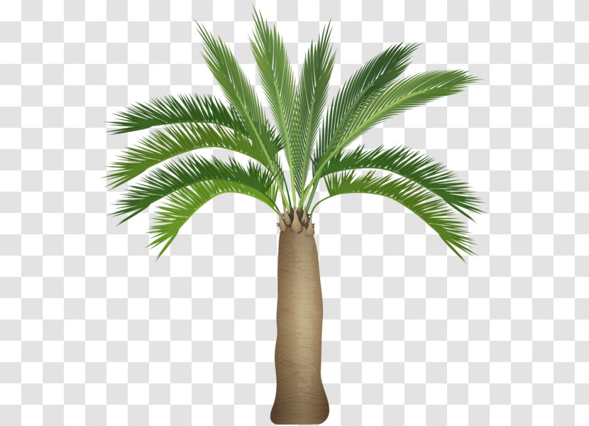 Arecaceae Drawing - Arecales - Palm Border Transparent PNG