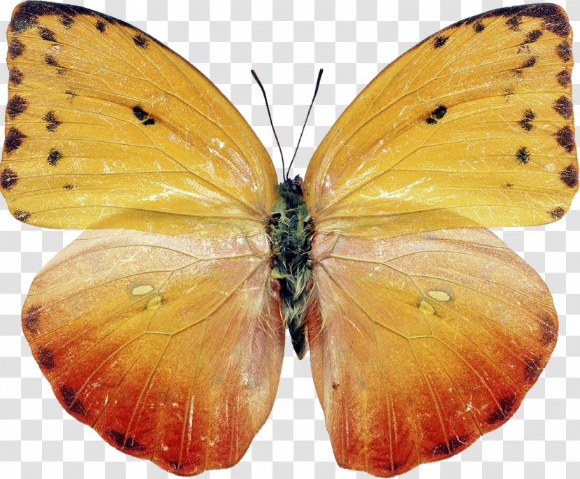 Butterfly Insect Moth Photography Transparent PNG