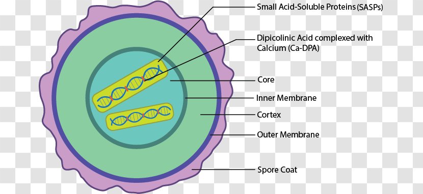 Circle Organism - Watercolor - Bacteria Cell Transparent PNG