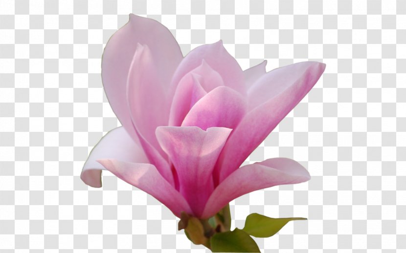 Flower Southern Magnolia Transparent PNG