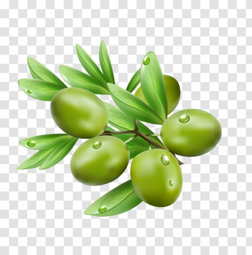 Olive Leaf Illustration - Royaltyfree - Olives Transparent PNG
