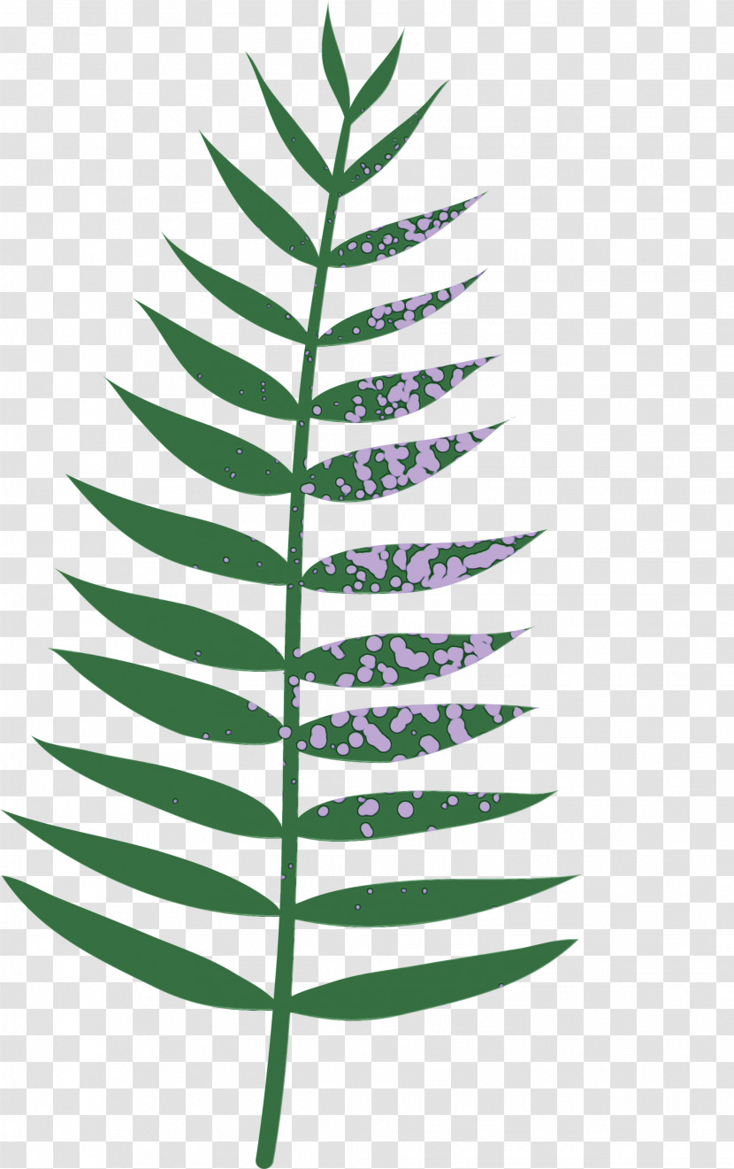 Plant Stem Branch Leaf Vascular Plant Plants Transparent PNG