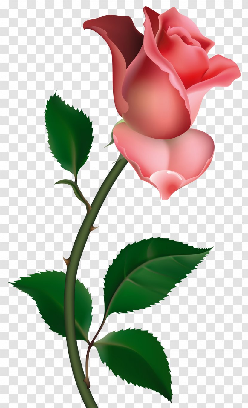 Rose Drawing Bud Clip Art - Free Content - Roses Cliparts Transparent PNG