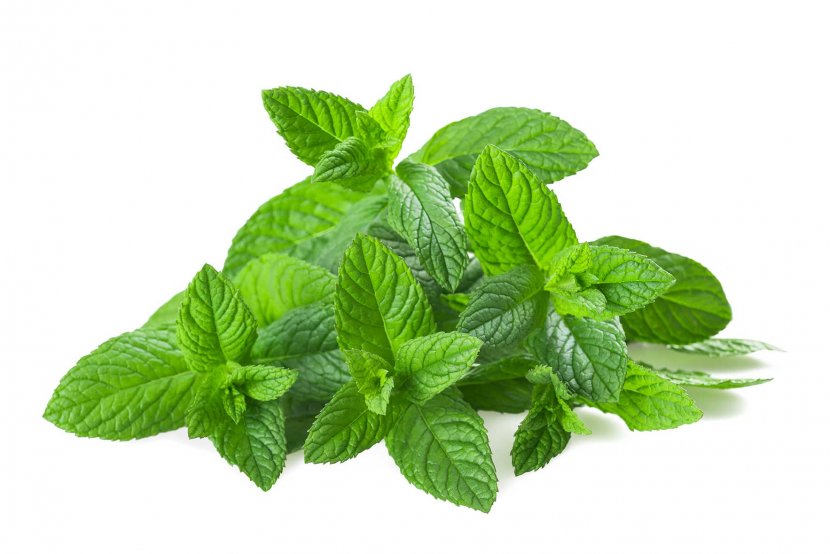 Mentha Spicata Water Mint Pennyroyal Peppermint Leaf - Medicinal Plants - Pepermint Transparent PNG