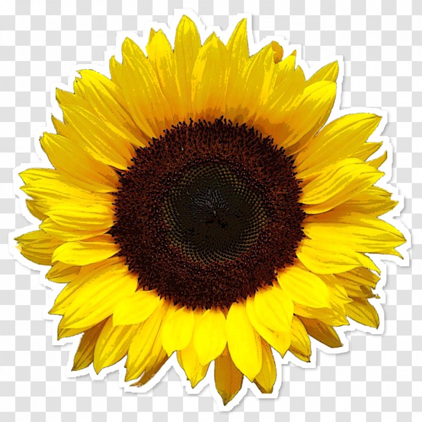Common Sunflower Image Resolution Clip Art - Pollen - Girassol Transparent PNG