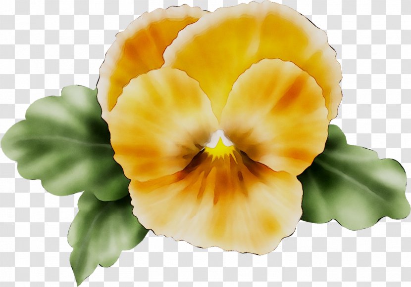 Pansy Yellow Cut Flowers Herbaceous Plant - Primula Transparent PNG