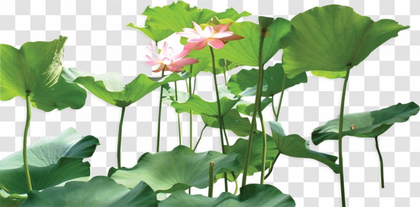 Nelumbo Nucifera Leaf Plant - Flowering - Green Lotus Transparent PNG