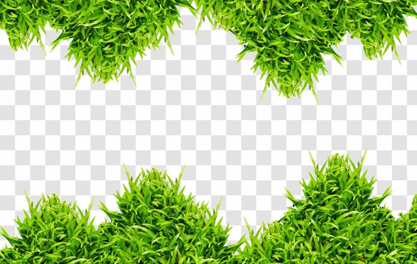 Grass Green Photography - Lawn - Vines Leaves Transparent PNG