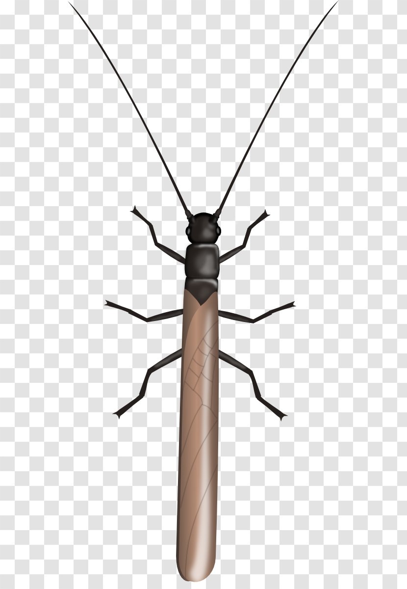 Longhorn Beetle Line Insect Transparent PNG