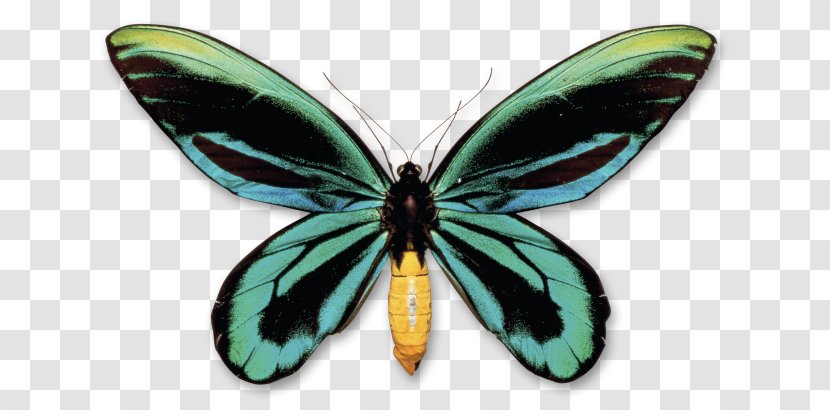 Butterfly New Guinea Queen Alexandra's Birdwing Insect - Butterflies And Moths Transparent PNG