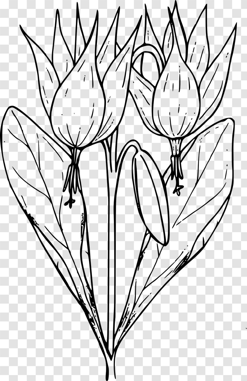 Coloring Book Floral Design Flower Clip Art - Artwork Transparent PNG