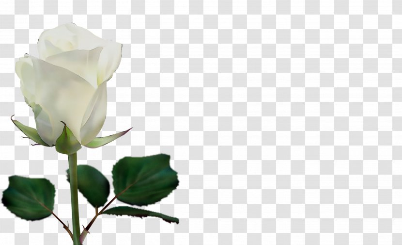 Vector Graphics Image Flower Garden Roses - Bud - Plant Transparent PNG