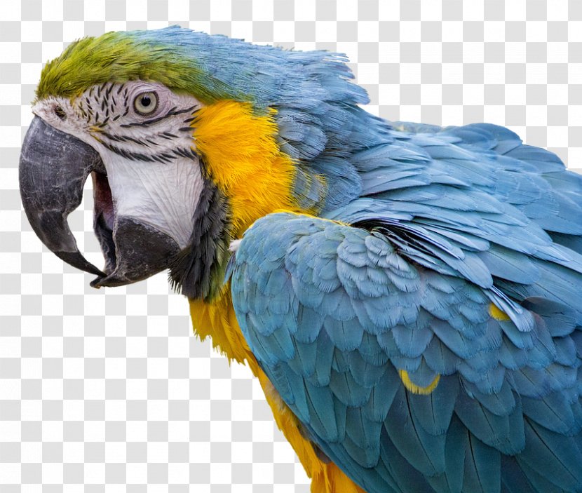 Bird Blue-and-yellow Macaw Scarlet Reptiles And Amphibians - Cockatoo Transparent PNG