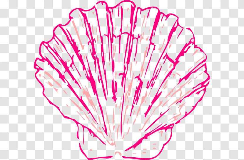 Seashell Clam Clip Art - Point - Conch Transparent PNG